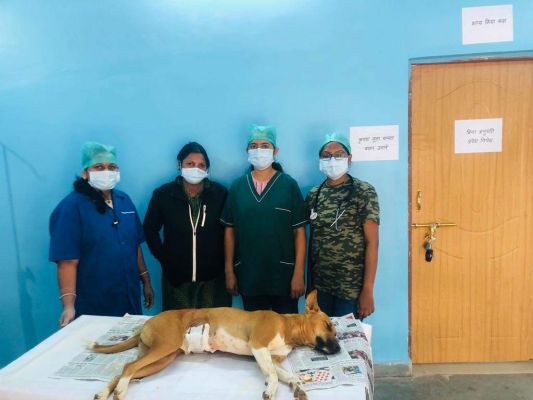 कुत्तों के जन्मदर नियंत्रण के लिए नसबंदी शुरू