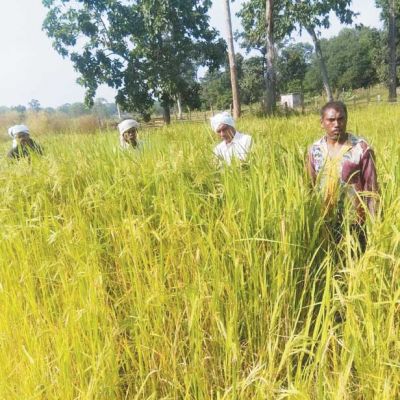नगरी दुबराज को जीआई टैग मिलने से विश्वभर में फैलेगी सुगंध