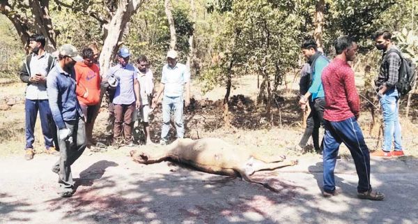 वाहन की ठोकर से नीलगाय की मौत