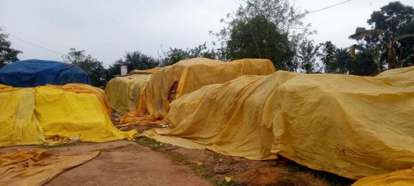 अब तक 60 फीसदी धान उठाव