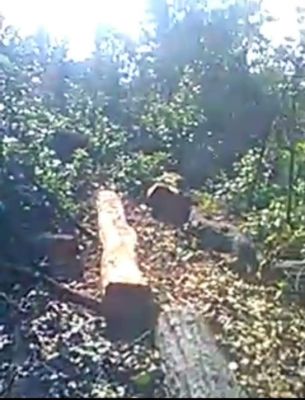 जमदरा जंगल में पेड़ों की अवैध कटाई कर सिल्ली किया जा रहा तैयार