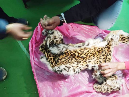 तेन्दुआ खाल के साथ तीन पकड़ाए