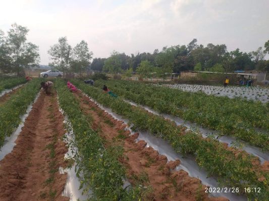 पुहपुटरा गोठान में लहलहा रही मिर्च व टमाटर की खेती