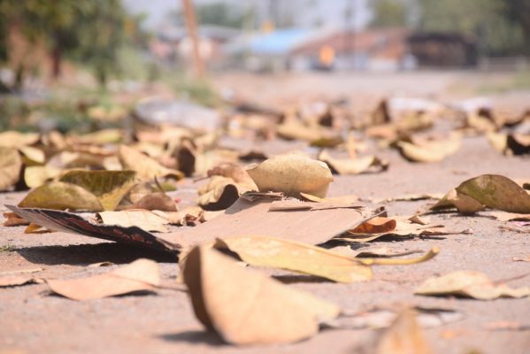 सडक़ों में पत्तों की सरसराहट भीषण गर्मी की दस्तक