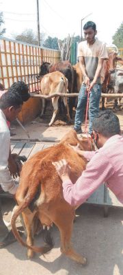 माहभर में निगम ने पकड़े 85 मवेशी एक दिन में 23 की धरपकड़