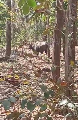 गौर घुसने से मचा हडक़ंप, वन विभाग ने लोगों को किया सचेत