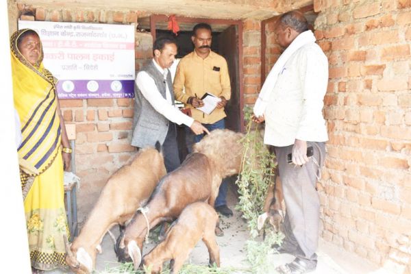 बकरी पालन सिरोही नस्ल की उन्नत विधियों पर प्रशिक्षण एवं प्रदर्शन