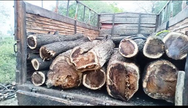 पेड़ों की कटाई पर विरोध शुरू
