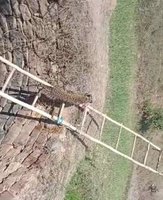 देखें VIDEO : कुएं में तेंदुआ गिरा, वनकर्मियों ने सुरक्षित बाहर निकाला