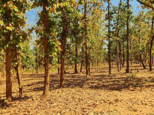  विश्व वानिकी दिवस - आग से नहीं बच पाते है जवां होते वृक्ष