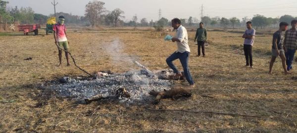 होलिका दहन के बाद अंगारों पर नंगे पांव चलते है ग्रामीण