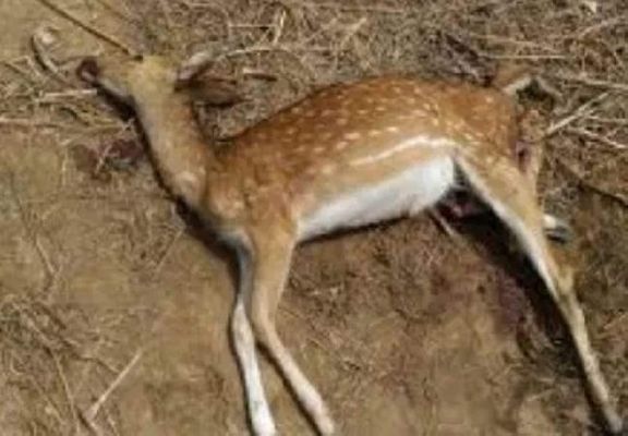 कुत्ते के डर से तालाब में घुसा चीतल शावक, मौत