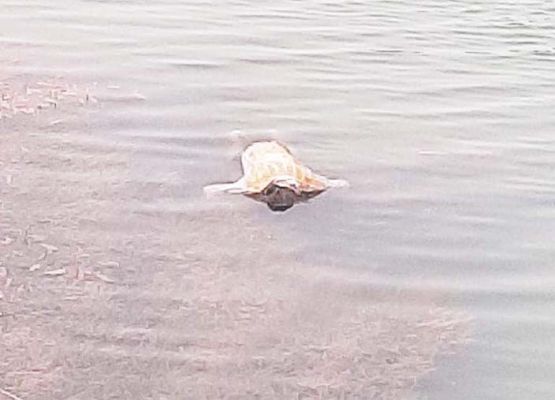 पुल के नीचे मिली युवक का शव, पुलिस जांच में जुटी