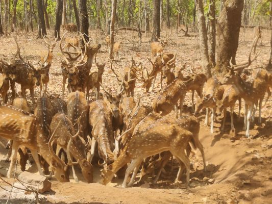 गुरू घासीदास नेशनल पार्क के बाड़े से आजाद किए जाएंगे चीतल