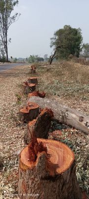 सडक़ चौड़ीकरण के लिए काट डाले हजारों पेड़