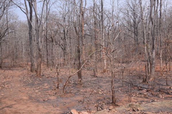 अप्रैल की बेतहाशा गर्मी से माहभर पहले ठूंठ में  बदला जंगल