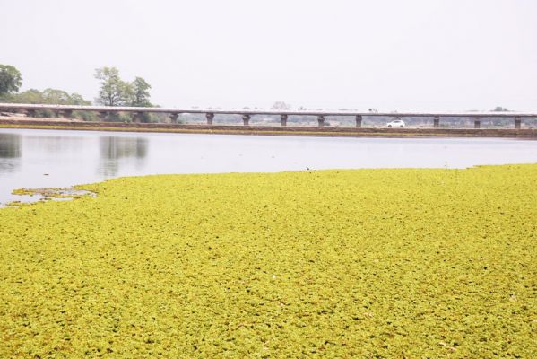 जलकुंभी से पटा शिवनाथ का मोहारा एनीकट