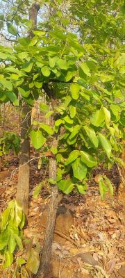 मई के पहले हफ्ते से तेंदूपत्ता की तोड़ाई