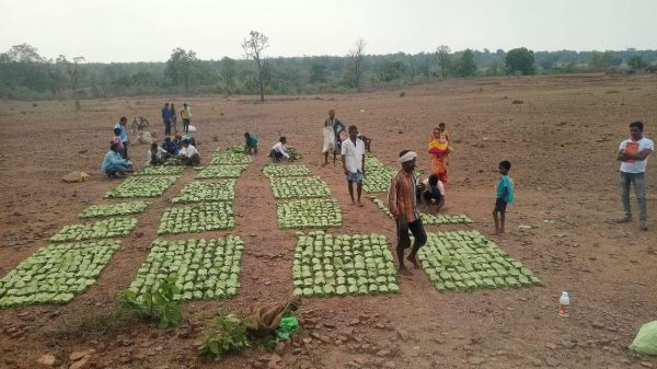 बड़ेकनेरा में तेन्दूपत्ता खरीदी शुरू