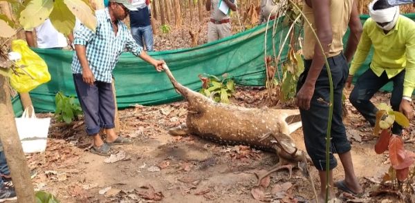 तीर लगने से चीतल की मौत, आरोपी फरार