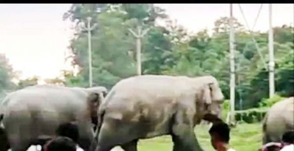 कसडोल के जंगल में 2 हफ्ते से हाथी दल की दस्तक