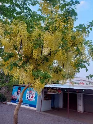 अमलतास के फूल दिख रहे आकर्षक