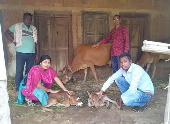 कृत्रिम गर्भाधान से जुड़वा बछड़ों का जन्म