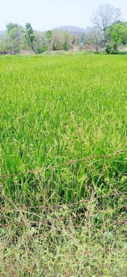 कसडोल क्षेत्र में रबी फसल धान की छाई हरियाली