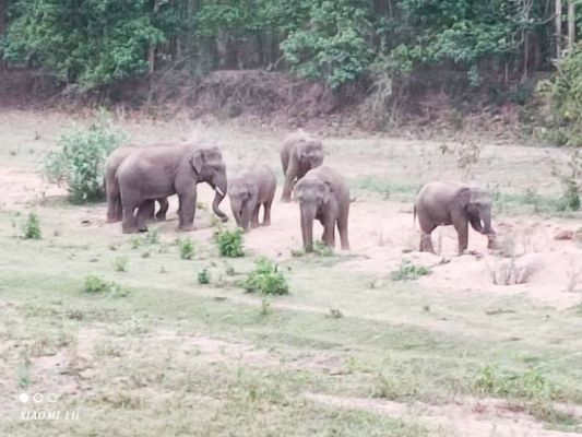 सीतानदी-उदंती टाइगर रिजर्व में हाथी दल, आसपास के गांवों को किया सतर्क