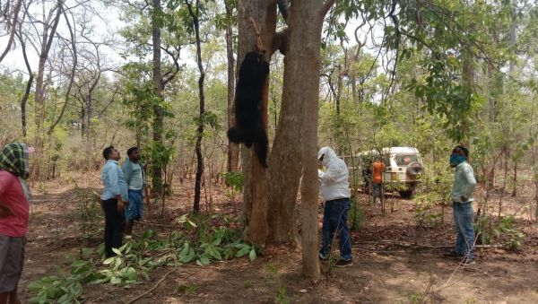 कंटीले तार में फंसकर भालू की मौत
