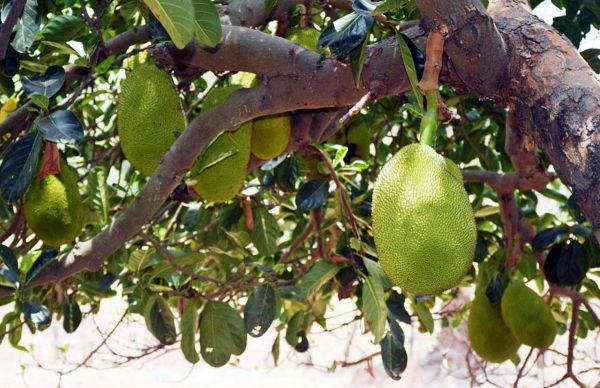 वनवासियों के बाडिय़ों में देशी कटहल की बहार