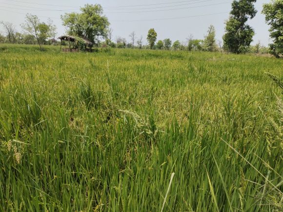 बारिश से रबी फसल को नुकसान