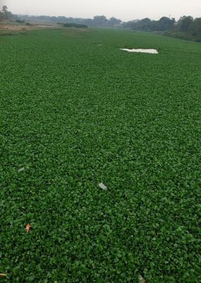 सूखी अरपा को जलकुंभी ने जकड़ा, स्मार्ट सिटी का सपना दिखाने वालों को सफाई की परवाह नहीं