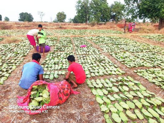 तेन्दूपत्ता तोड़ाई के लिए महज हफ्तेभर का वक्त
