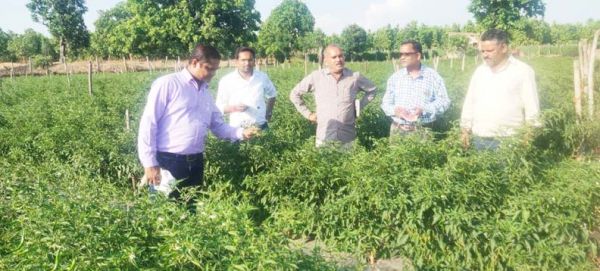 ब्लैक थ्रिप्स से बचने वैज्ञानिकों ने दिए किसानों को सुझाव