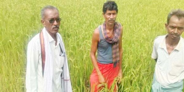 भूमि की उर्वरता बढ़ाने सूक्ष्म जीव के संरक्षण के लिए वर्मी कम्पोस्ट उपयोगी - राजपूत