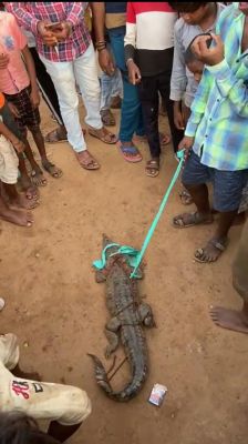 नदी में फेंका जाल, फंसा मगरमच्छ, जंगल में छोड़ा