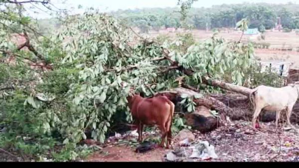 आंधी-तूफान, पेड़ गिरे, चिल्फी घाटी में रहा जाम