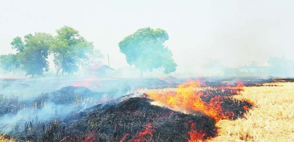 खेत में पराली जलाकर छोड़ा, 4 किमी क्षेत्र में फैली, पर्यावरण हो रहा प्रदूषित