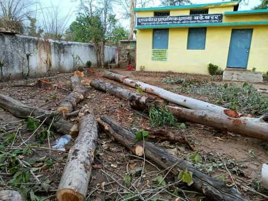 बिना अनुमति कटवा दिए स्कूल में लगे पेड़