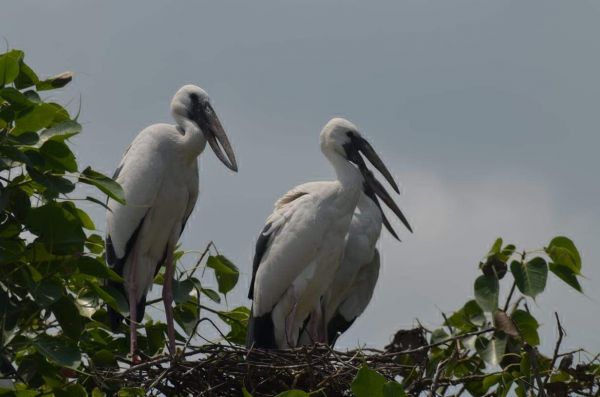 साइबेरियन परिंदों के कलरव से गुलजार हुआ नवागढ़ का कटई
