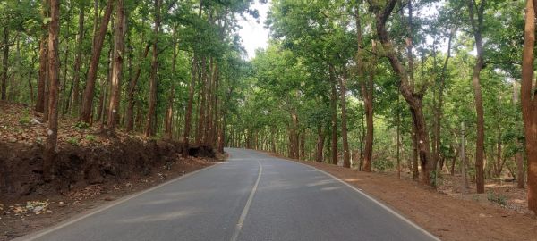 चिल्फी में फैली हरियाली   