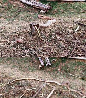 नाग ने निगला अपने से भी बड़ा सांप