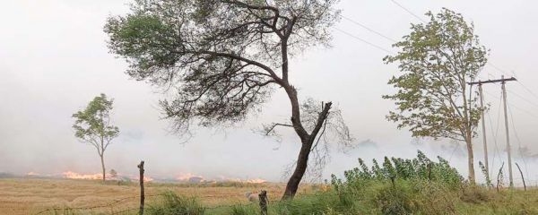 खेत में पलारी जला रहे किसान, चारों ओर छाया कोहरा