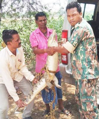 तालाब में जाल में फ़ंसी मादा मगरमच्छ