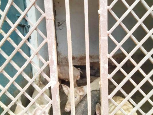 मॉडल गौठान छिपली से सूअर चोरी