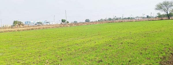 मानसून पिछडऩे से सूख रहा थरहा, पहले से ही सूखे पड़े हैं खेत