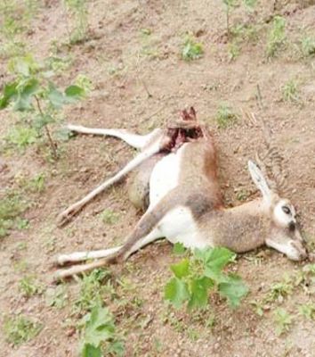 तेंदुआ ने किया हिरण का शिकार