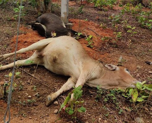 करंट से गाय-बछड़े की मौत