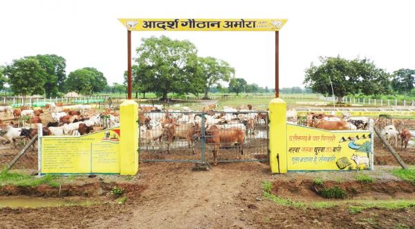 गौठान में ही पहुंचाएं पशुओं को, किसानों की बचाएं फसल